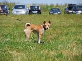 Golden Rabbit European Sandtrack-Derby Th. Ernst (193)